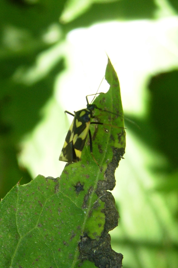 Grypocoris sexguttatus